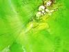 Dryad