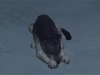 Puppy grief